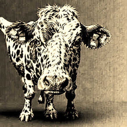 The Volume Mirage: Why MicroStrategy's Surge Over JPMorgan Is a Warning, Not a Celebration The Volume Mirage: Why MicroStrategy's Surge Over JPMorgan Is a Warning, Not a Celebration